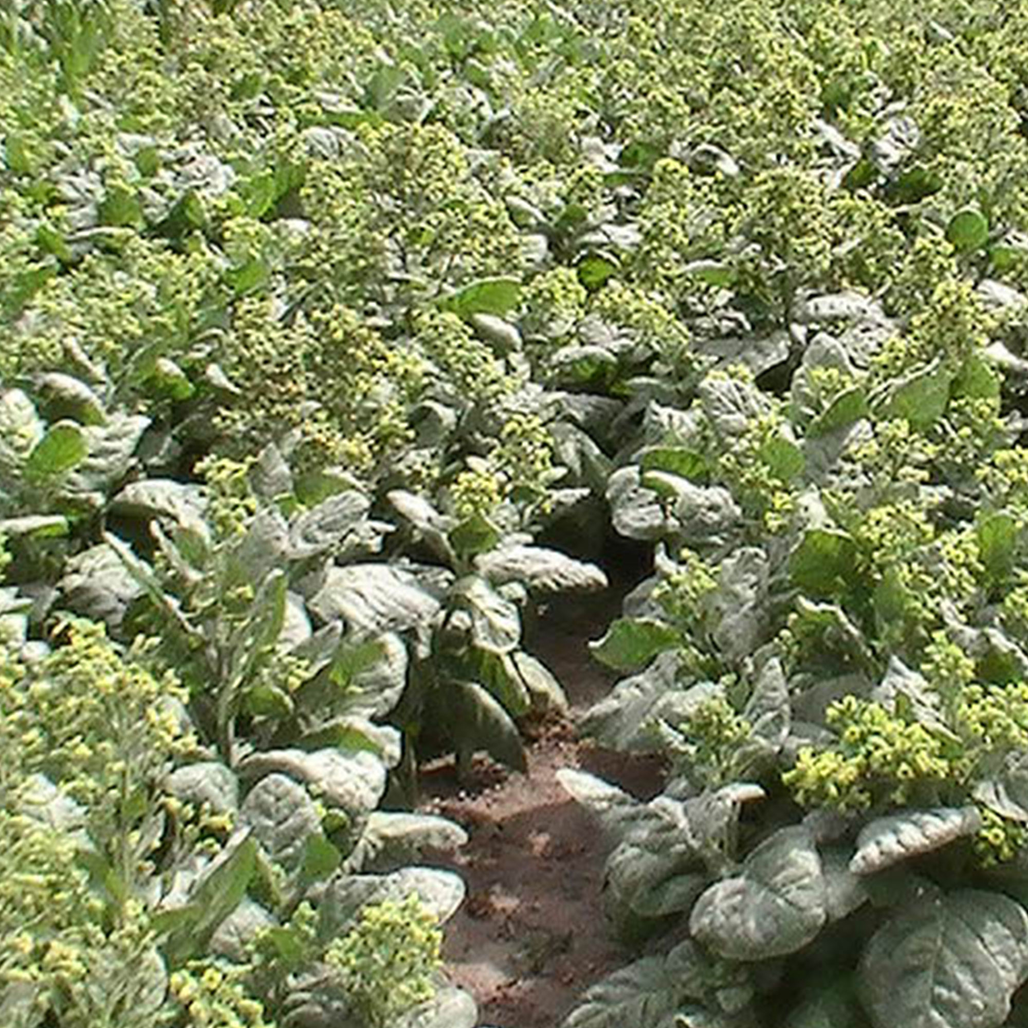 Tobacco Seeds - Aztec Rapa Nui - Packet of 100 Seeds - Nicotiana rustica - Non-GMO, Open Pollinated Heirloom - Tobacco Garden Se